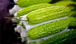 瓜尖孕妇可以吃吗,安全与营养两不误