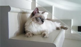 布偶猫吃瓜围观,萌宠视角下的趣味生活瞬间