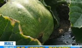 景甜瓜吃瓜群,揭秘明星幕后趣闻，粉丝互动新天地