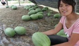 工程吃瓜,揭秘建筑行业背后的趣味故事