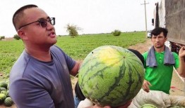 工作室吃瓜图片欣赏,趣味横生的欢乐时光