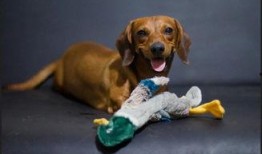 狗狗可以吃梢瓜吗,揭秘狗狗是否可以吃梢瓜