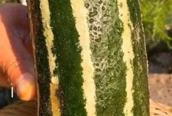 梦见吃没甜味的瓜,吃无甜味瓜的寓意与启示