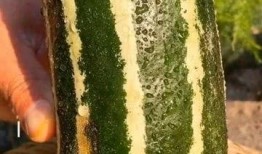 梦见吃没甜味的瓜,吃无甜味瓜的寓意与启示