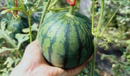 专业吃瓜满级人类,揭秘娱乐圈幕后真相