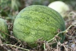 兰州最近吃瓜事件