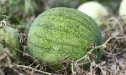 兰州最近吃瓜事件