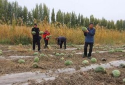 吃瓜群众燕京理工,揭秘校园生活与学术风采