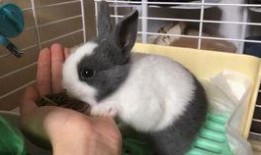 兔子吃手瓜吗,探究兔子饮食习惯之谜