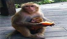 婴猴吃瓜,萌态可掬的童年时光