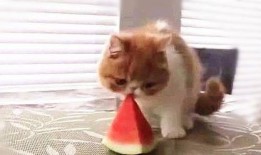 喵 吃瓜,喵星人与瓜界的奇妙邂逅