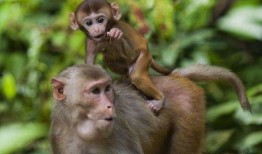 猴子吃瓜插图图片