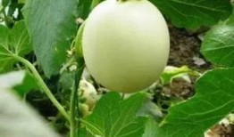 吃瓜不甜吃甜瓜,吃甜瓜的智慧与乐趣