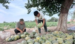 扎鲁特旗吃瓜,瓜果飘香，品味民俗风情