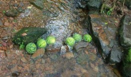 怀念吃瓜的夏天拍照,重温那段吃瓜时光